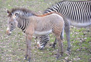 Grevy-zebra csikók a Nyíregyházi Állatparkban