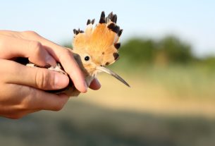 Sándorfalva, madárgyűrűzés, Sándorfalvi Szalakóta Látogatóközpont, természet, madár
