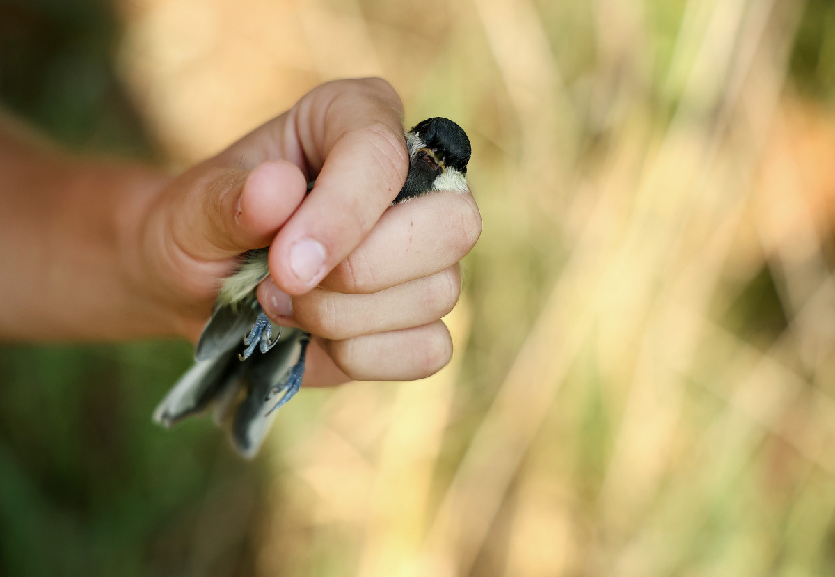 Sándorfalva, madárgyűrűzés, Sándorfalvi Szalakóta Látogatóközpont, természet, madár